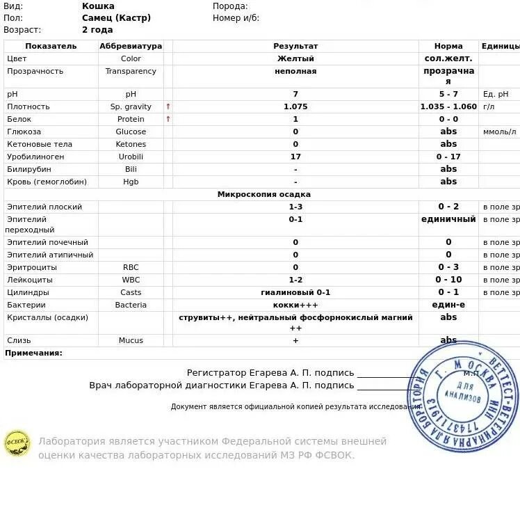 Анализ крови на почки. Анализы при поликистозе. Исследование мочи у кошек. Показатели почек у кошек. Какие анализы нужны чтобы проверить почки