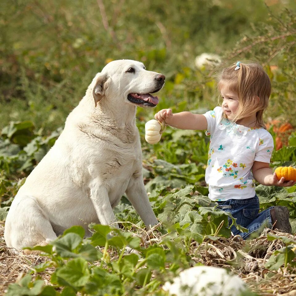 Pets find out. Собака на ферме. Дог ферма. Собачья еда. Ферма собаки люди семья.