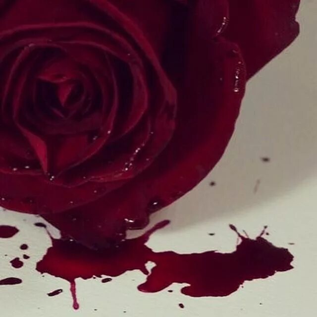 Кроваво красные розы.