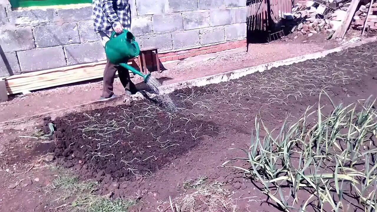 Посадить лук эксибишен в грядку рассадой. Лук эксибишен рассада.