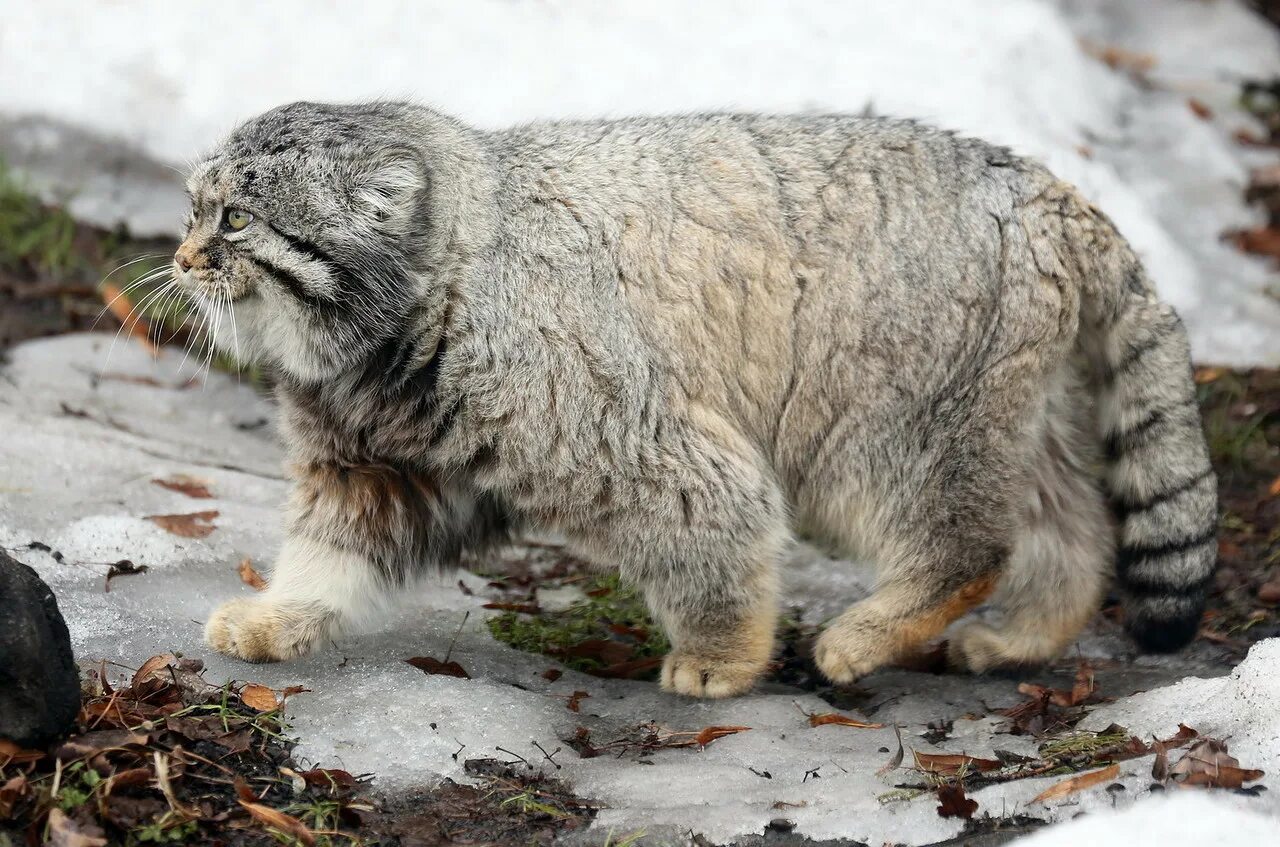 Сибирский Манул. Кот Манул. Манул (палласов кот). Горный кот Манул. Плотность шерсти сибирского манула