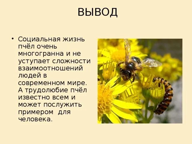 Информация о пчелах. Тема пчел для презентации. Доклад о пчелах. Вывод про пчел. Информация о пчелах 2 класс окружающий