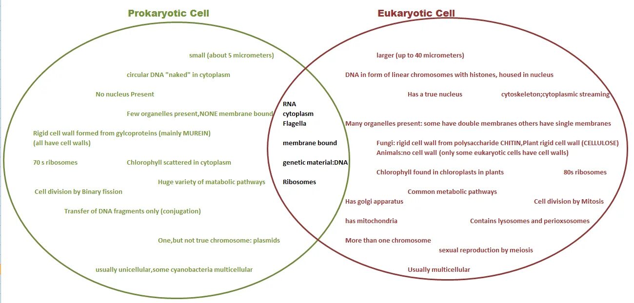 Cells 2 1 value. Prokaryotic and eukaryotic cells. compare prokaryotic and eukaryotic cells.. диаграмма венна прокариоты и эукариоты. similarities and differences eukariotic prokariotic.