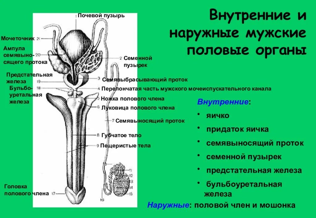 Наружные и внутренние половые органы мужчины анатомия. Наружные половые органы мужчины строение. Семявыносящий проток анатомия. Строение внутренних мужских половых органов.