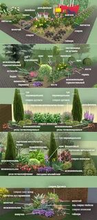 Расстояние между гортензиями при посадке
