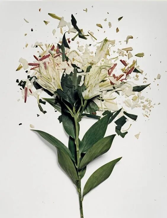 Поломанные цветы. Сломанный букет. Разбитые цветы. Сломленный цветок.