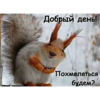 Почему приходи белочка