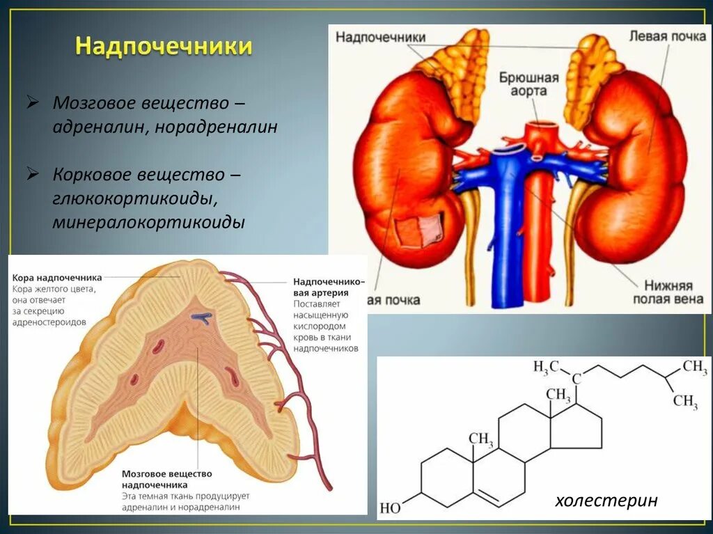 Надпочечники строение гормоны. Внешнее строение надпочечников. Надпочечники железа строение. Нарушение функции надпочечников