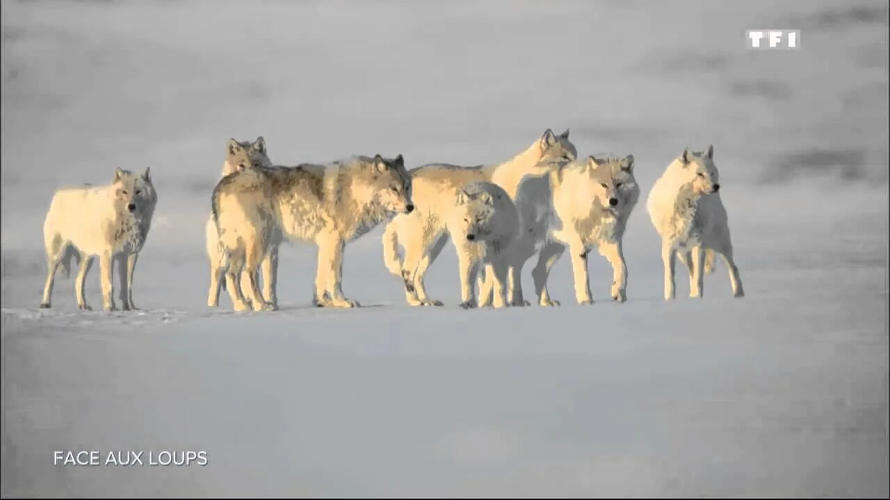 Полярный волк в тундре. Полярный волк стая. Арктический Полярный волк. Стая на английском
