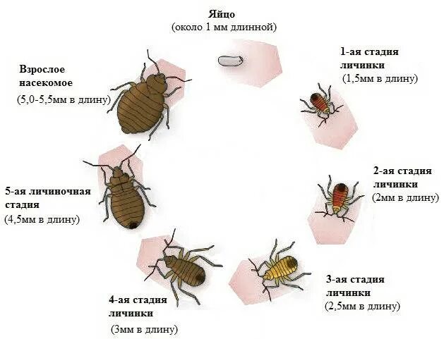 Клоп постельный кровососущий паразит. Подвальные клопы как выглядят. Как выглядит клоп квартирный постельный. Размножение клопов постельных жизненный цикл.