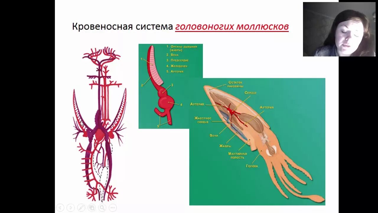 Сердце головоногих. Кровеносная система кальмара. Дыхательная система головоногих. Класс головоногие кровеносная система. Класс головоногие моллюски кровеносная система.