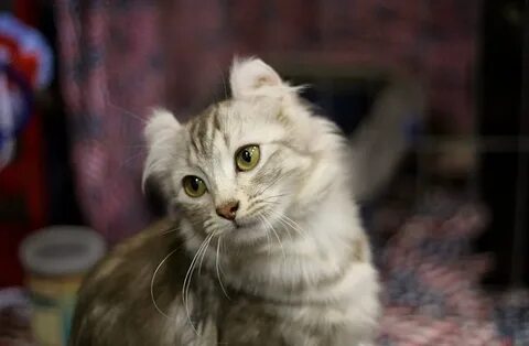 Рассмотрите фотографию кошки породы американский керли