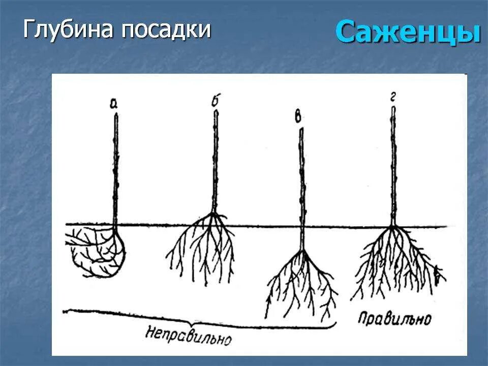 Корневой уровень. Корневая шейка саженца вишни. Корневая шейка саженца туи. Корневая шейка саженца сосны. Корневая шейка схема посадки.