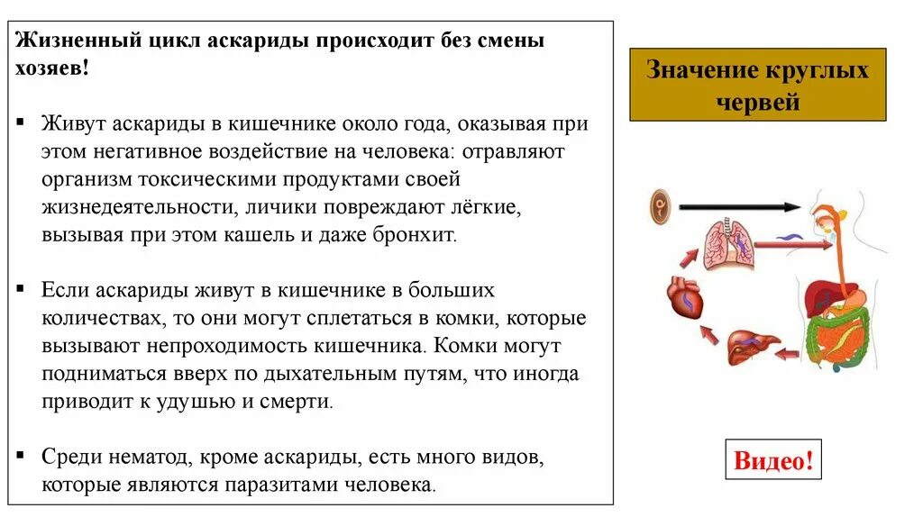 Какой вред могут причинять взрослые аскариды организму. Цикл развития аскариды основной хозяин. Стадии развития человеческой аскариды таблица. Аскаридоз жизненный цикл. Цикл развития Ascaris lumbricoides.