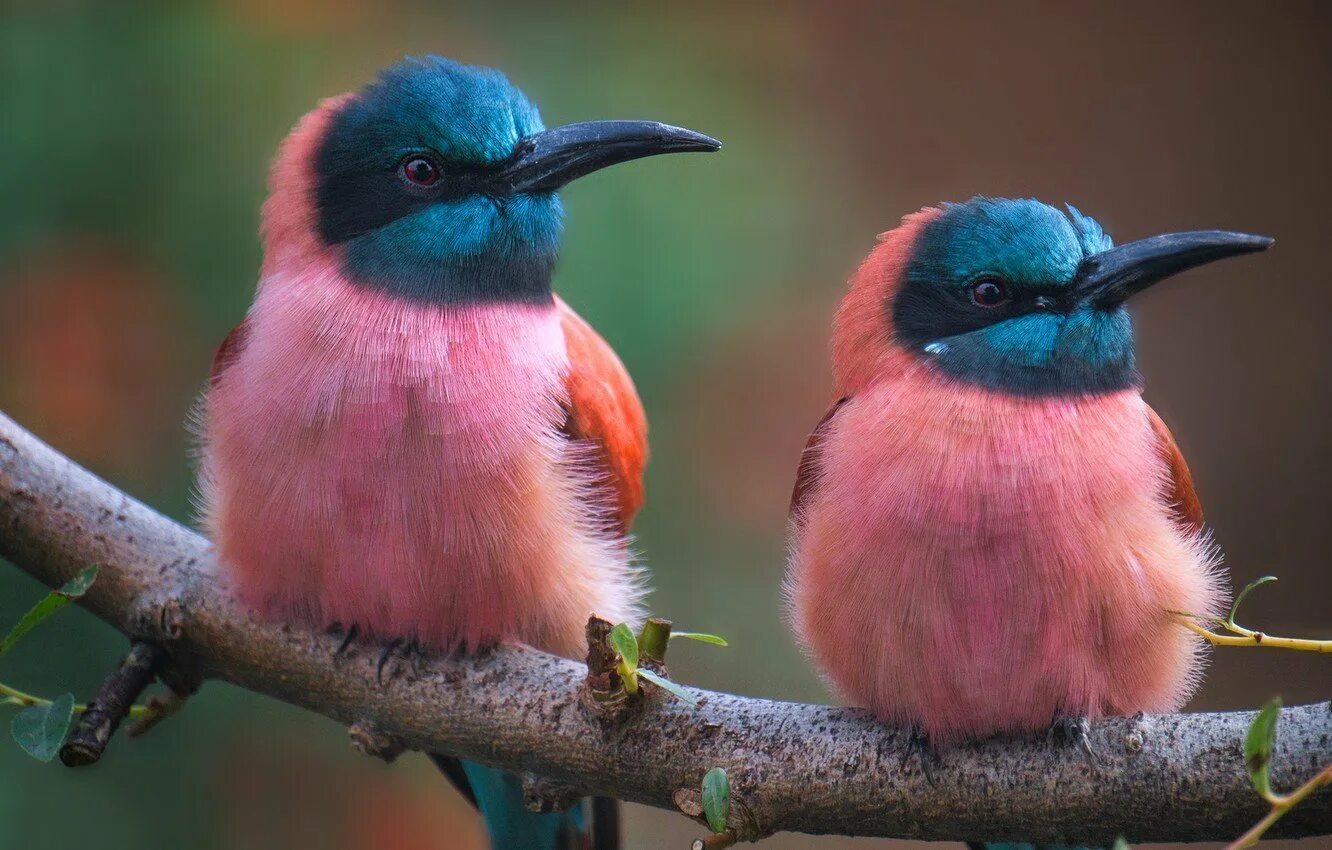 Пуэрториканский изумрудный Колибри. Синеголовая танагра. Яркие птицы. Самые красивые птицы.