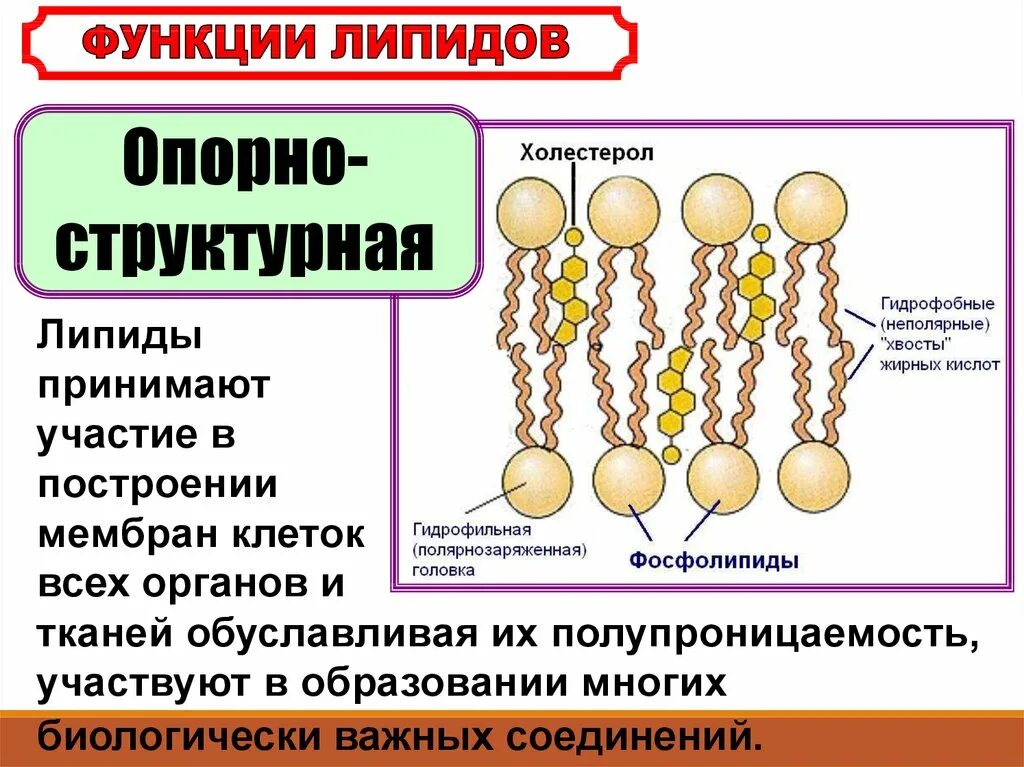 Липиды фото. Мембранные липиды. Полярные липиды. Мономер биополимера липидов. Биополимер строения функции