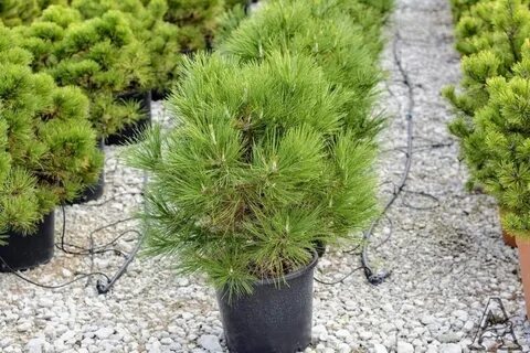 Pinus nigra