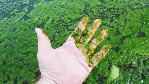 Загрязнение водоемов фосфатами