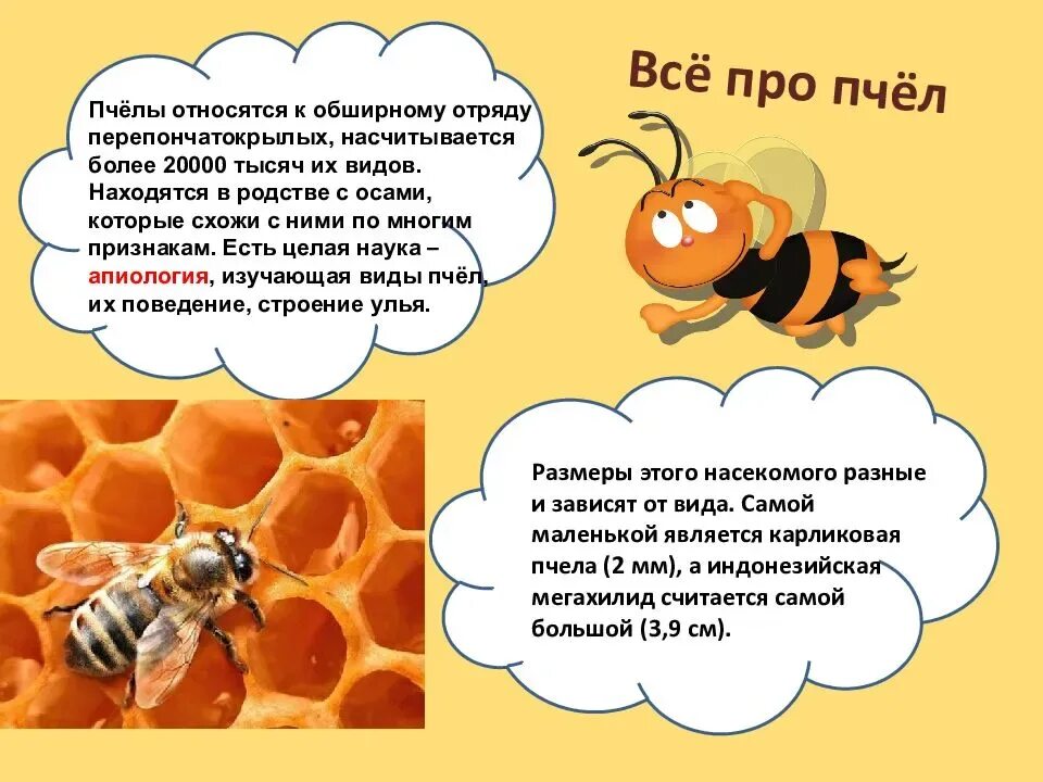 Интересное о пчелах для детей. Презентация пчелы для дошкольников. Интересные факты о пчелах для дошкольников. Пчелы презентация для детей. Важная информация о пчелах 2