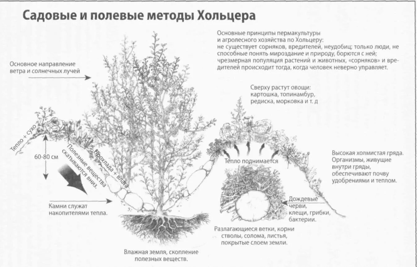 Предлагать способ пересадки деревьев. Грядки Хольцера схема посадки. Зепп Хольцер сад. Пермакультура схема грядки. Огород Зеппа Хольцера схема.