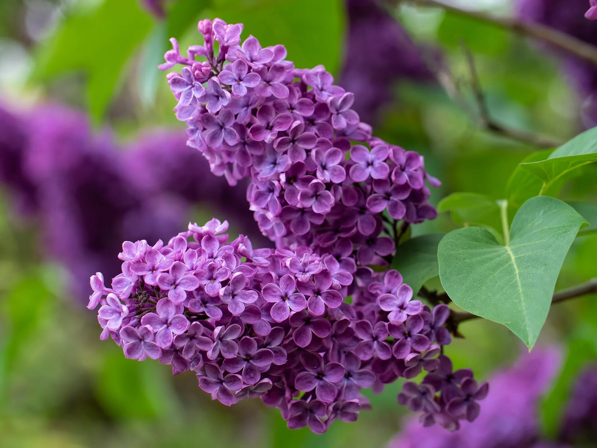 Милая сирень. Сирень Syringa vulgaris. Сирень Персидская разнолистная. Сирень соцветие. Сирень Звягинцева.