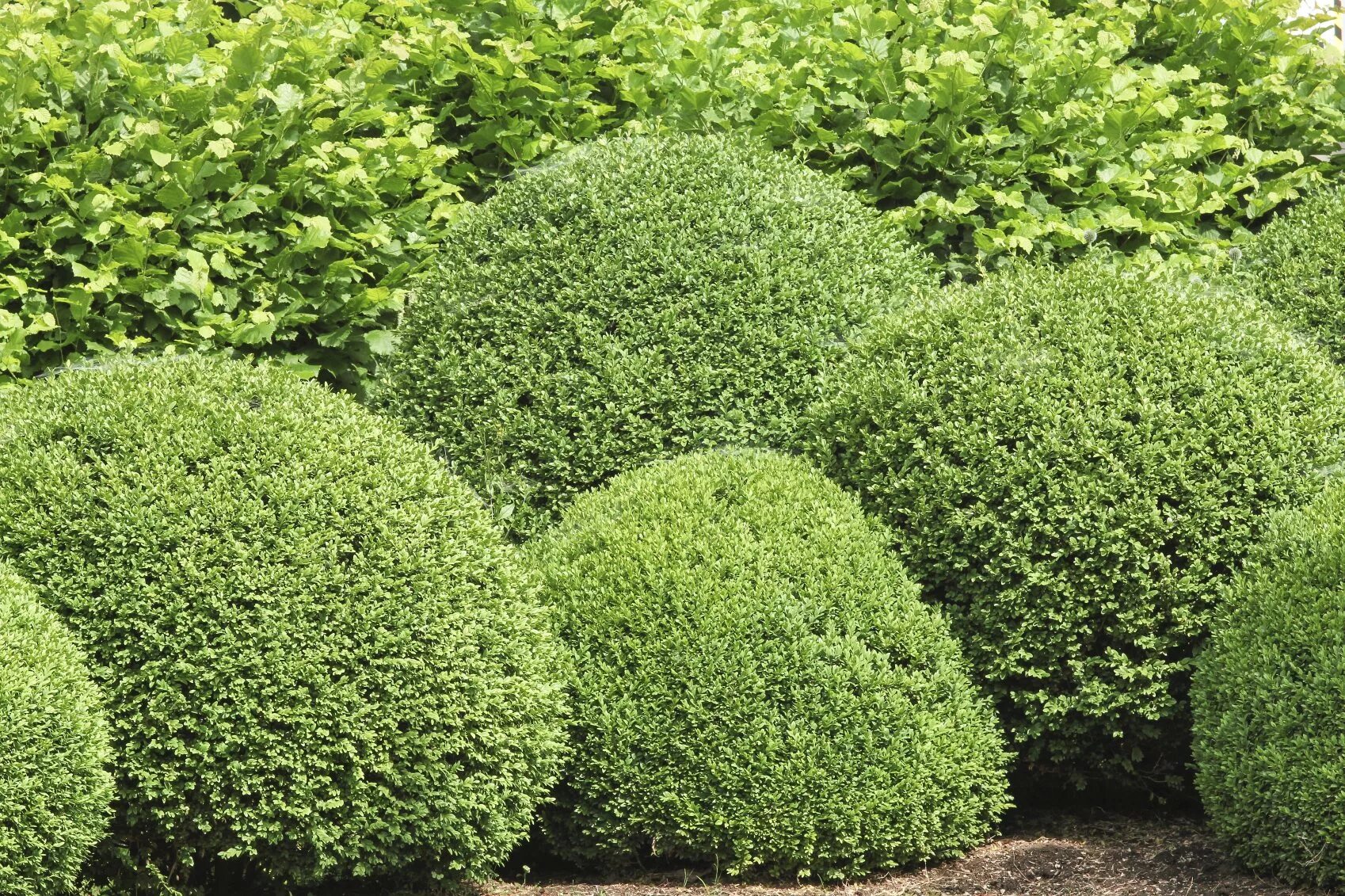 Самшит Буксус. Buxus sempervirens самшит. Самшит Буксус вечнозеленый. Буксус (самшит) куст.