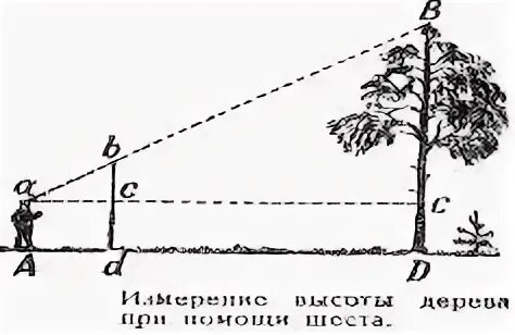 Высота дерева 60 см
