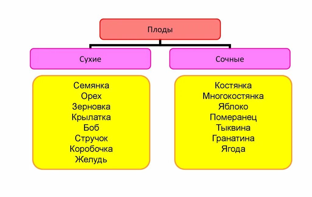 Какие из перечисленных плодов сухие. Коробочка стручок Зерновка семянка. Сухие плоды Зерновка семянка орех стручок. Плод Тыквина, костянка, коробочка, Зерновка. Сочный плод семянка Зерновка стручок костянка.