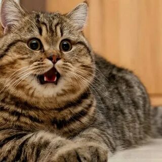Коте но