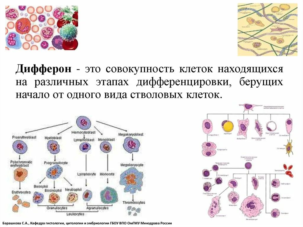 Стволовые кроветворные клетки дифферон. Дифферон клетки соединительной ткани. Соединительная ткань дифферщо. Клеточный дифферон схема.