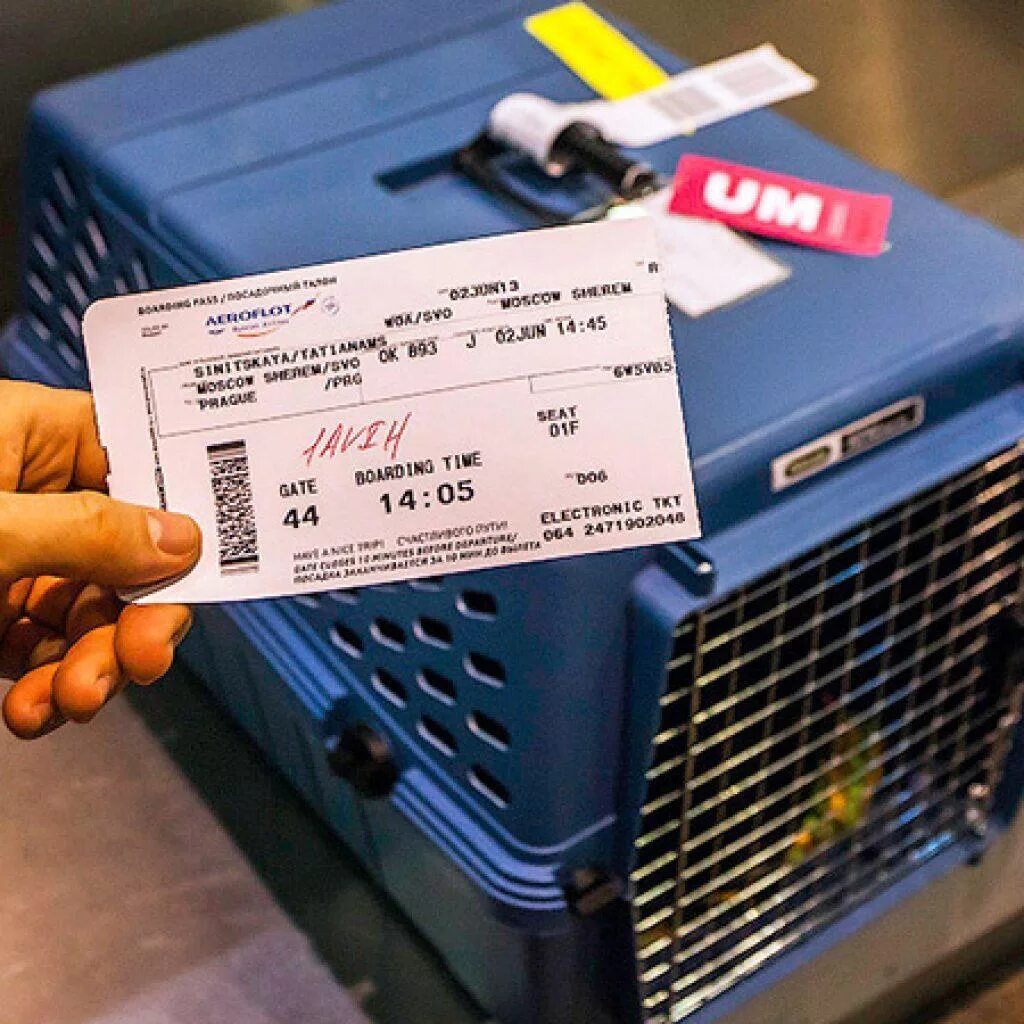 Билет на самолет для собаки. Билет на животного в самолете. Авиаперевозка животных. Билет на самолет для кошки. Купить билет на кошку