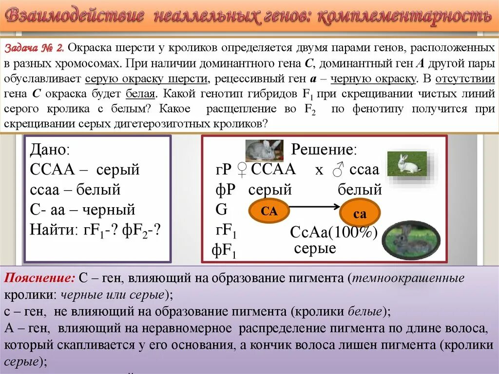 Задачи на неаллельные гены. Взаимодействие неаллельных генов задачи. Задачи на взаимодействие генов. Задачи на взаимодействие неаллельных генов с решением.