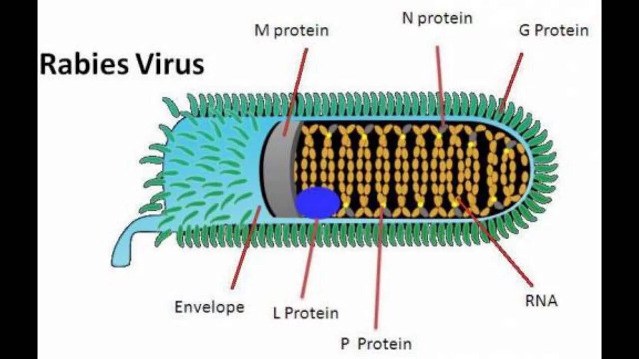 Possible virus