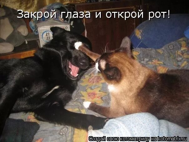 собака с перемотанной мордой. закрой рот собака. закрой рот сквозит. овчарка скалит зубы. закрой рот собака.