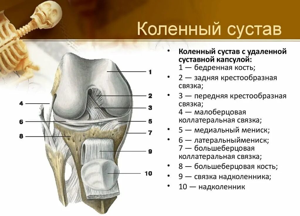 Строение колена у человека. Коленный сустав (вскрыт, вид спереди).. Строение костей коленного сустава. Коленный сустав образуют суставные поверхности костей. Коленный сустав анатомия строение кости.