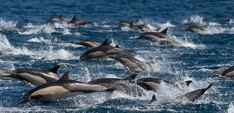 Des dauphins