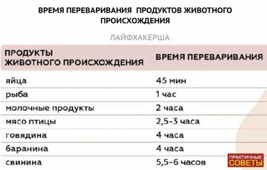 Через какое время перевариться. Время переваривания пищи. время переваривания пищи у собак. сколько часов переваривается пища. сколько переваривается пища у собак.