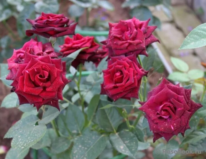 Галерея - Black Baccara (MEIdebenne) - Энциклопедия роз