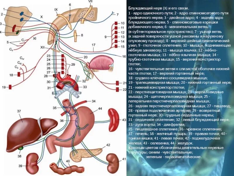 10 Пара блуждающий нерв схема. Область иннервации блуждающего нерва. Схема иннервации блуждающего нерва. Ядра блуждающего нерва иннервация.