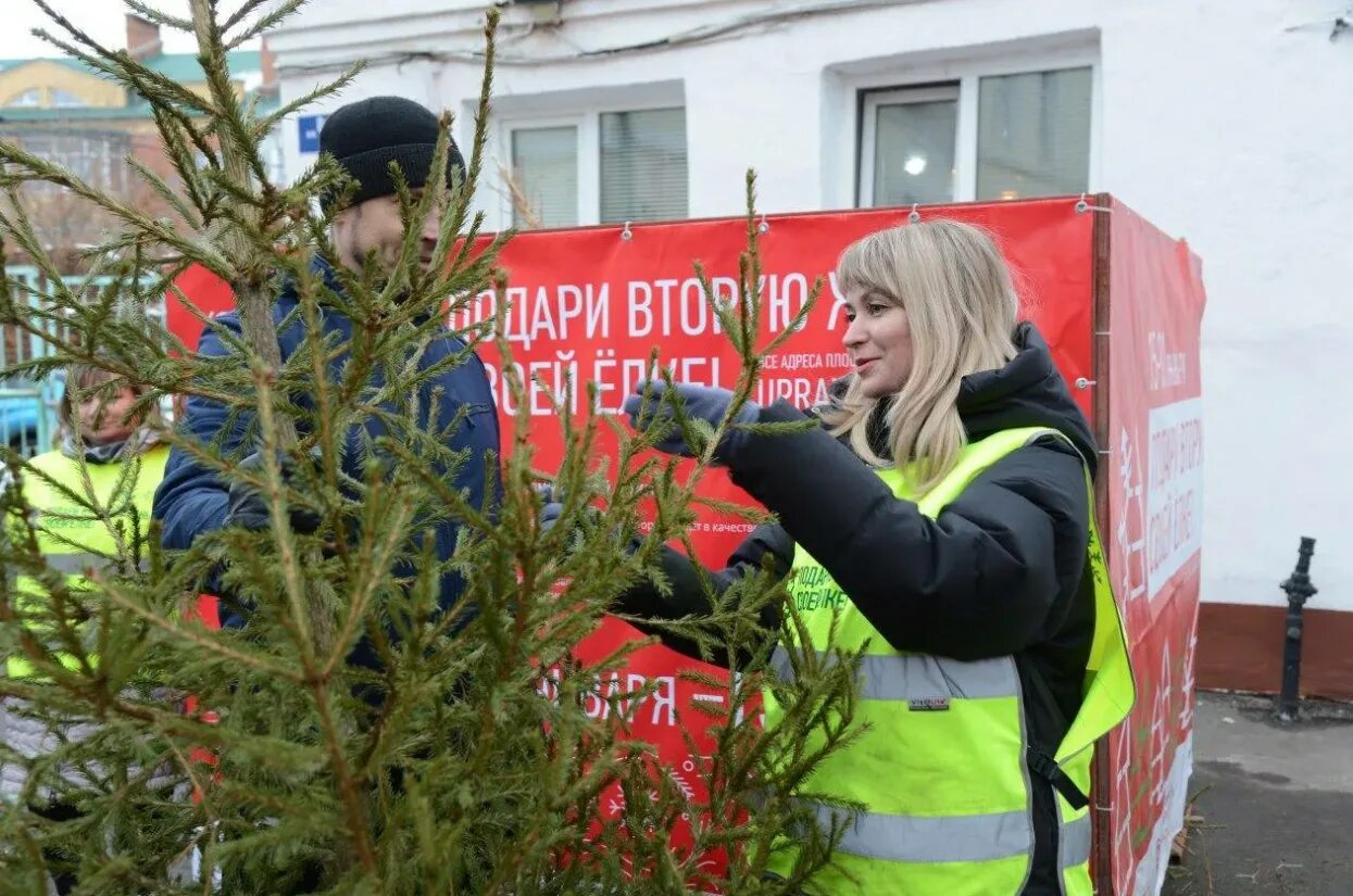 Подари елке вторую жизнь. Подари вторую жизнь своей елке. пункт сбора елок. переработка елок в подмосковье. подари вторую жизнь елке подмосковье.