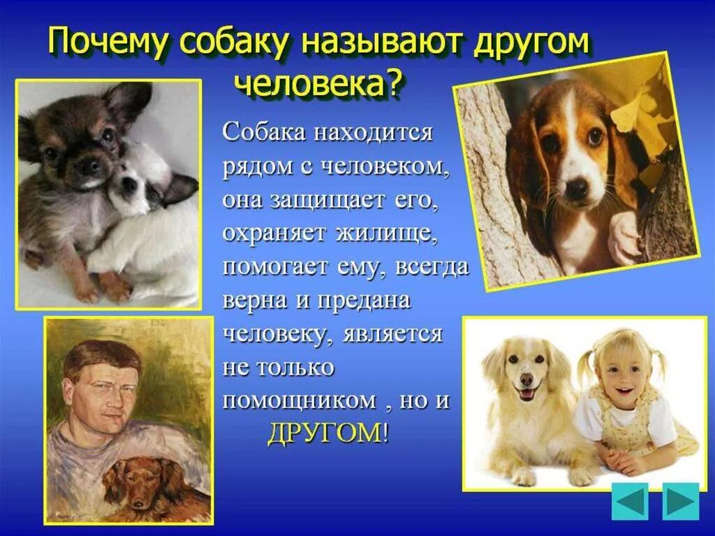 Презентация на тему собаки. Собака для презентации. Проект на тему собаки. Собака друг человека презентация.