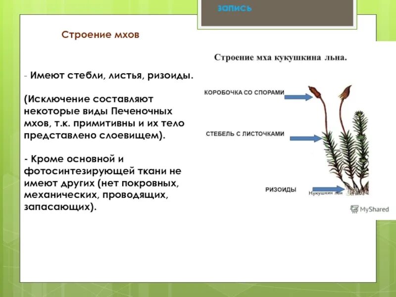 Выберите три правильных ответа зеленые растения. Строение мха Кукушкин лен 6 класс. Мхи строение ткани. Функции стебля в моховидном отделе. Внешнее строение стебля сфагнума.