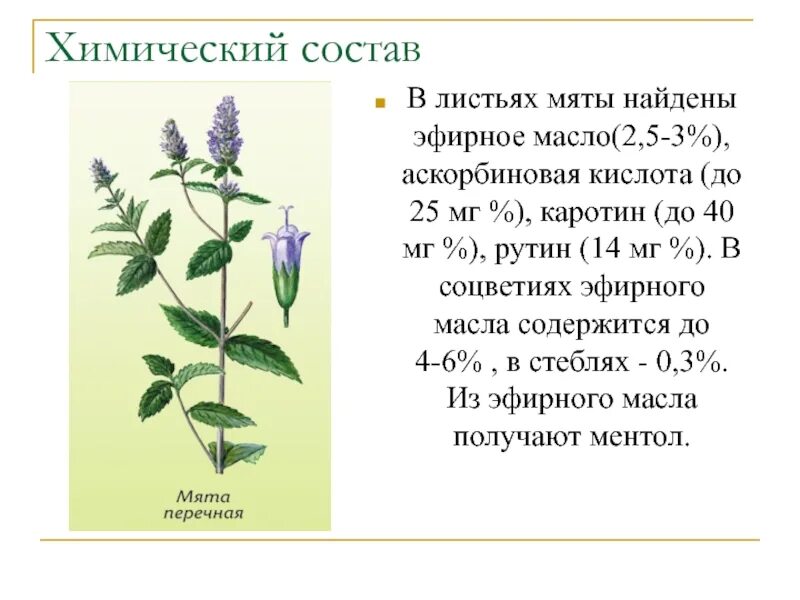 Листья какого растения содержат. Мята перечная стебель. черешковый лист мята перечная. листья мяты перечной химический состав. формула мяты перечной.