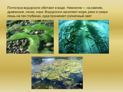 Где обитают водоросли