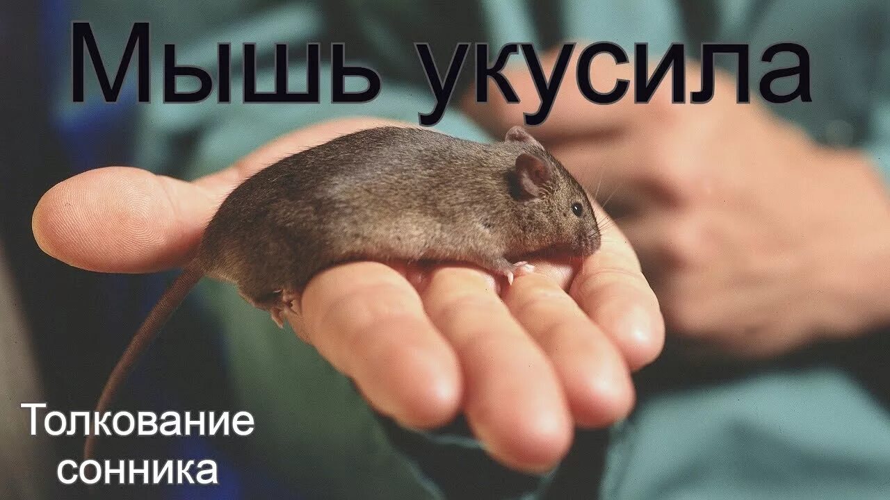 Что означает видеть мышь