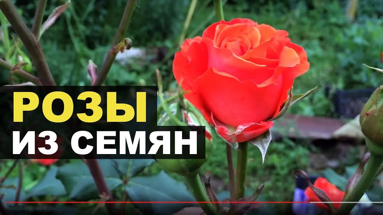 Есть в розе семена. Семена розы. Где у розы семена. Дом семян розы.