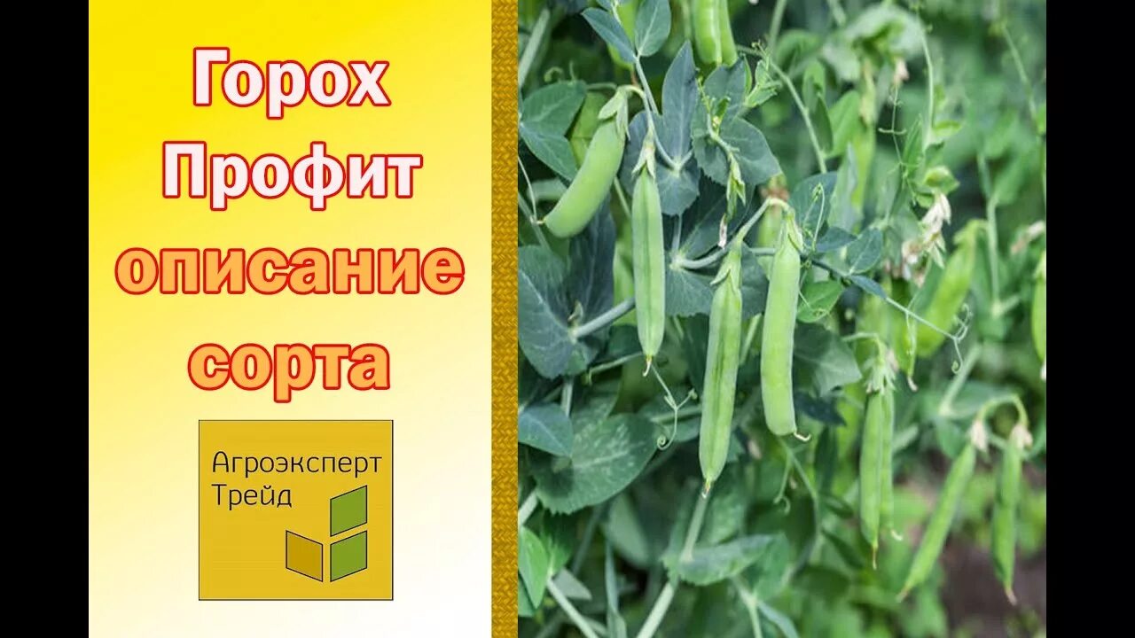 Сорта гороха. Горох сорт гигант. Горох сорт Мадонна это. Селекция гороха.