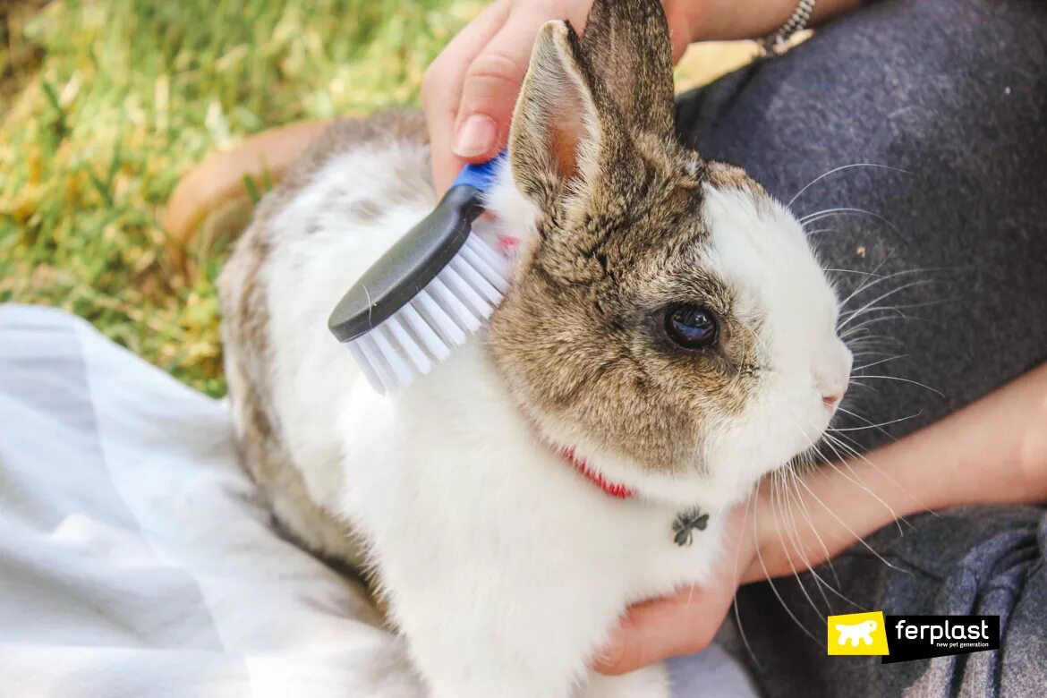 Well rabbit