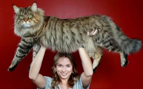 ФОТО: Самый большой кот в мире 3.