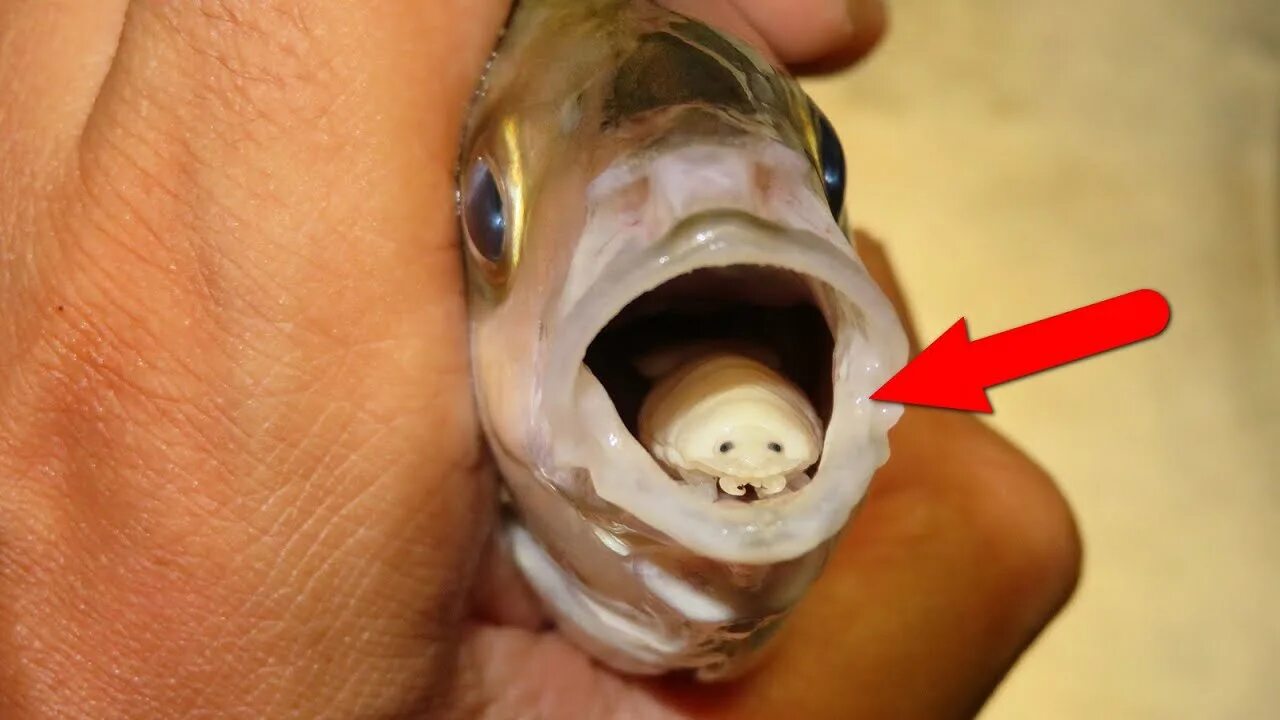 Мокрица паразит. Мокрица-паразит cymothoa exigua.